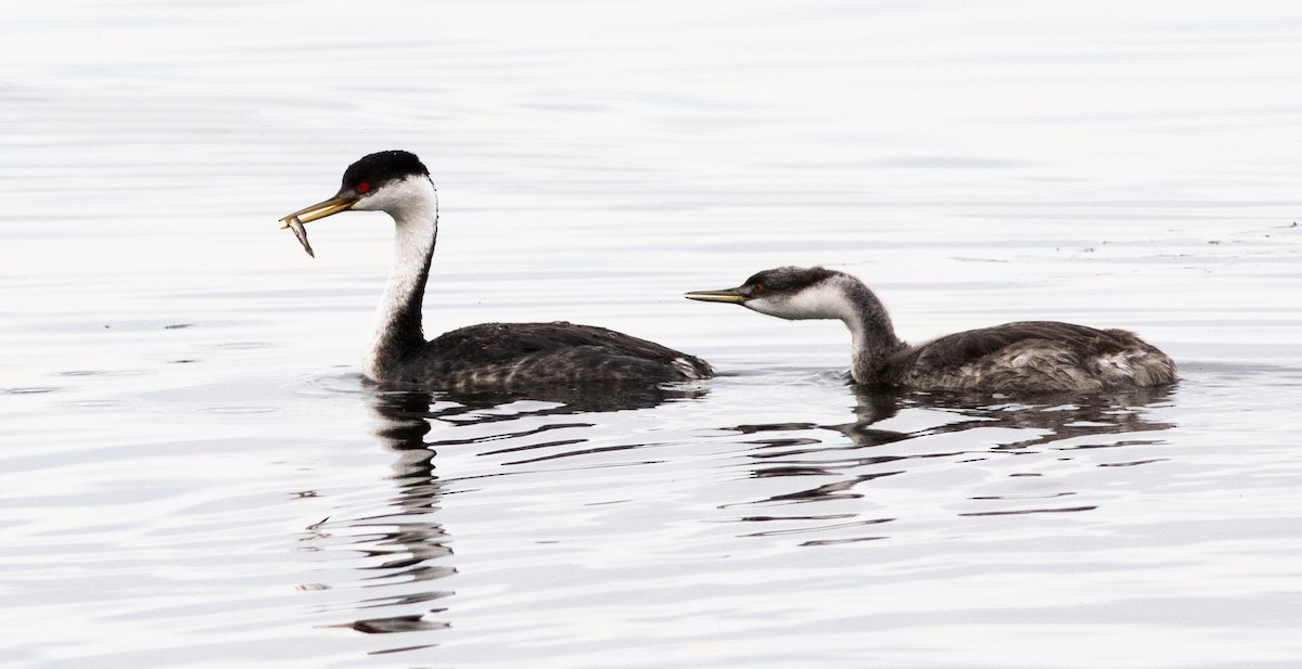 クビナガカイツブリ - ML644486785