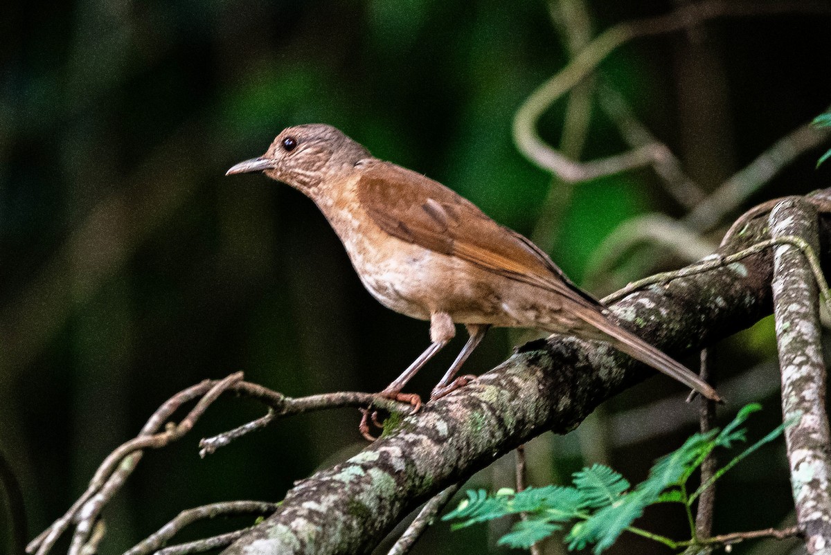 Fahlbrustdrossel - ML644486788