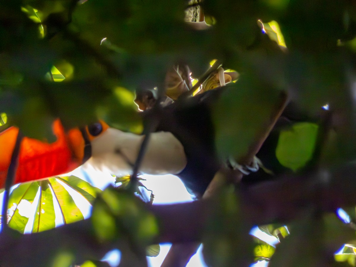 Toco Toucan - ML644486794