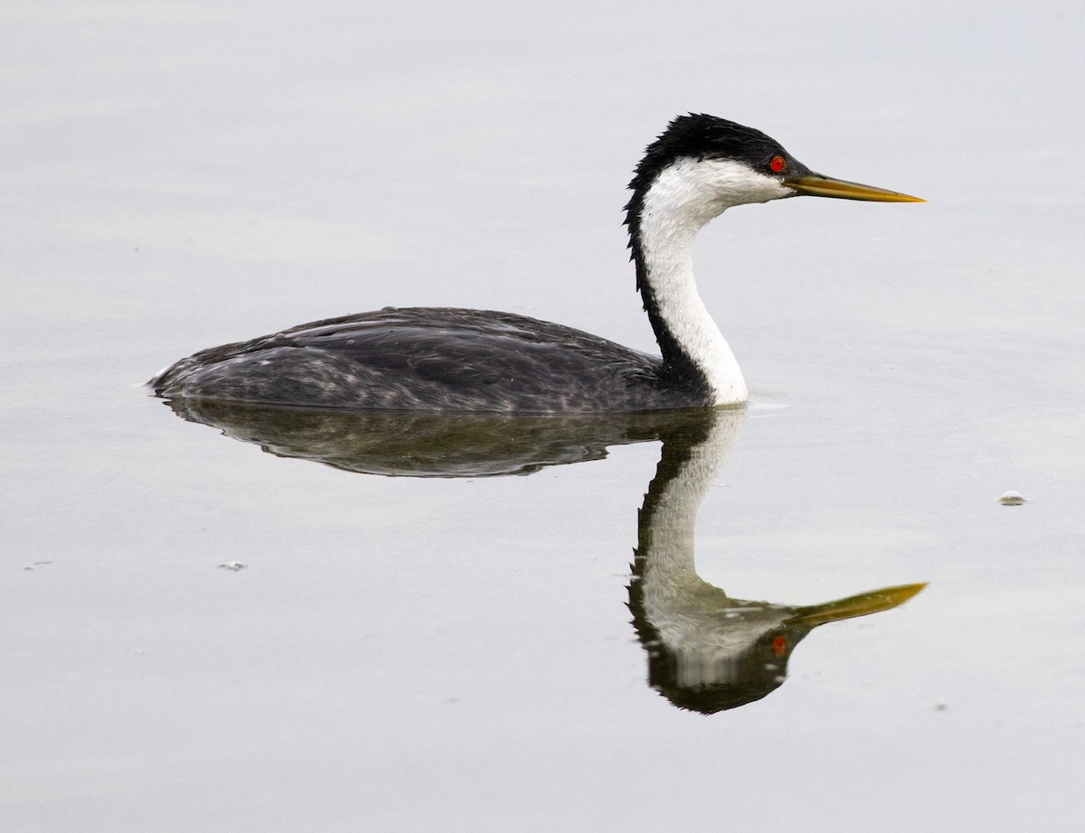 クビナガカイツブリ - ML644486797