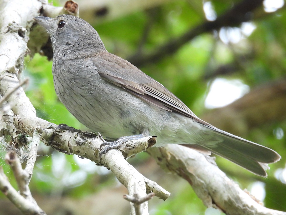 Gri Islıkçıardıç - ML644486808