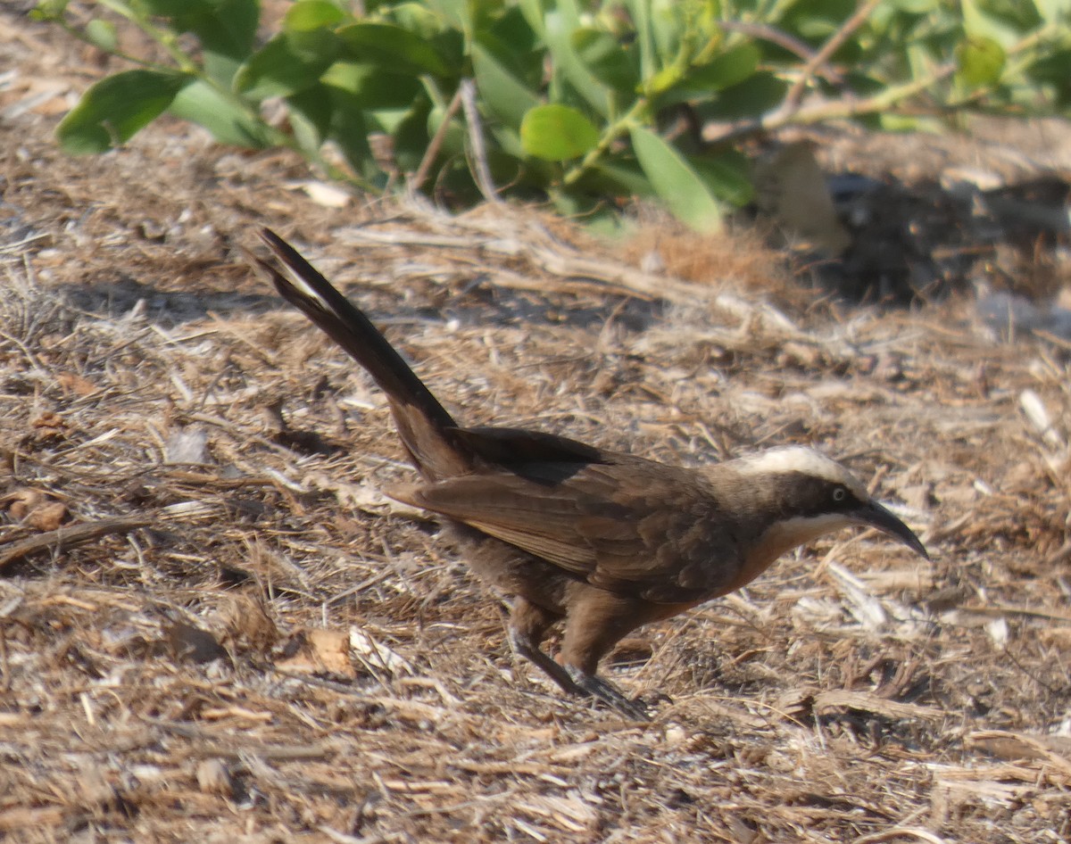 オーストラリアマルハシ - ML644486810