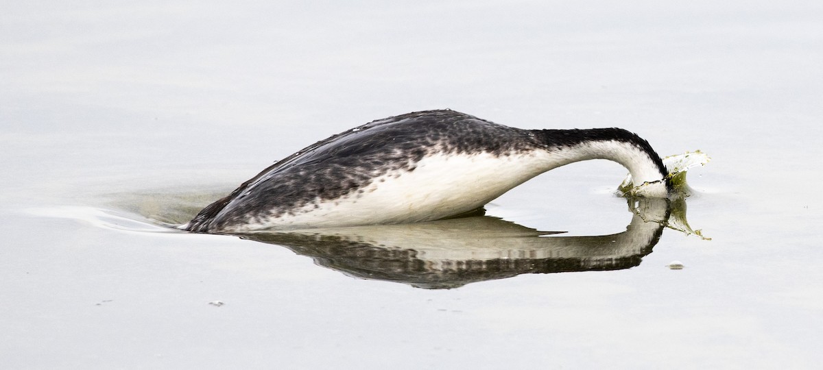 クビナガカイツブリ - ML644486811