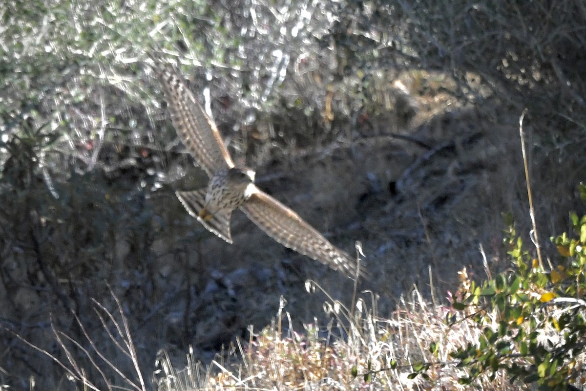 krahujec americký - ML644486814