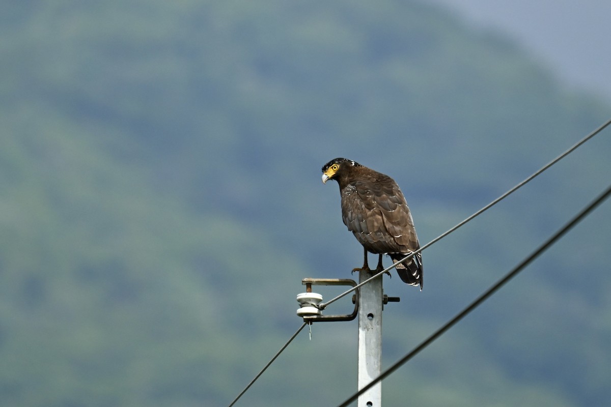 Crested Serpent-Eagle - ML644486815