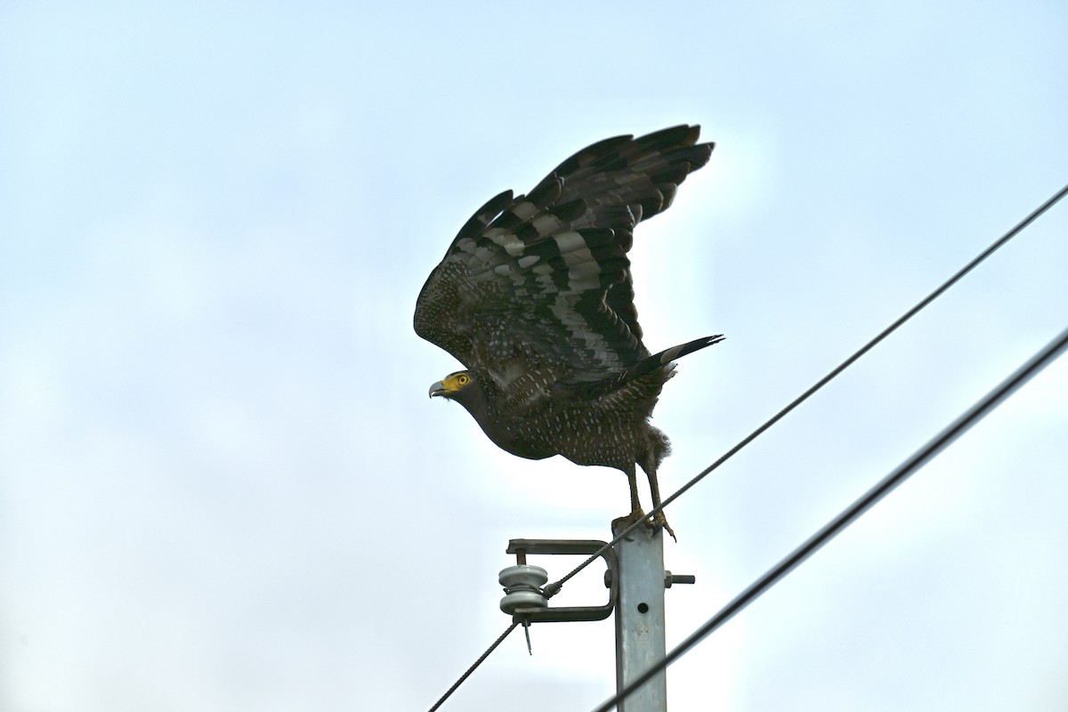Crested Serpent-Eagle - ML644486816