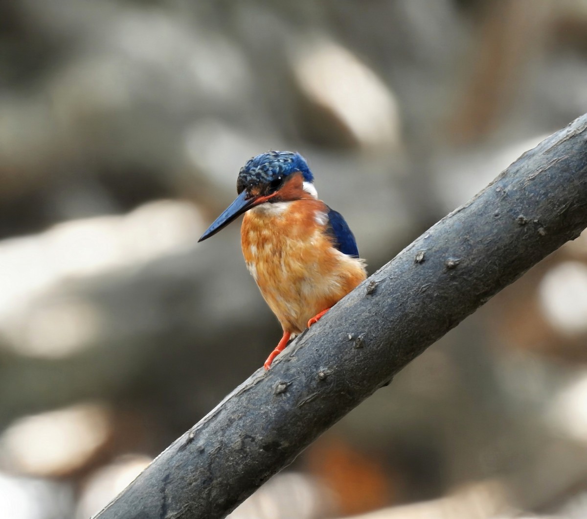Malagasy Kingfisher - ML644486819