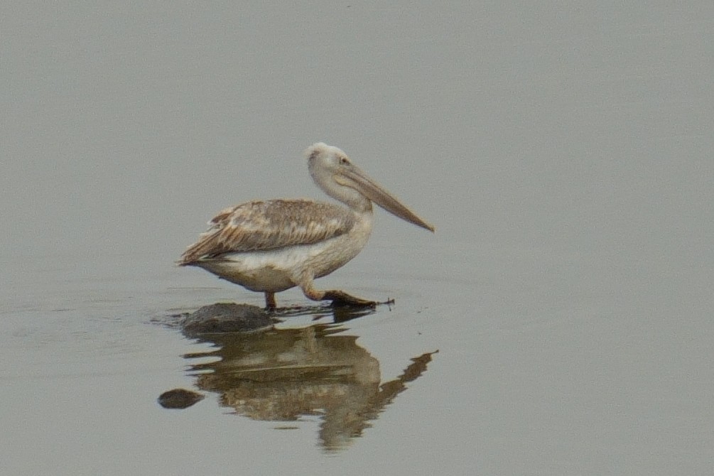 Pélican gris - ML644486830