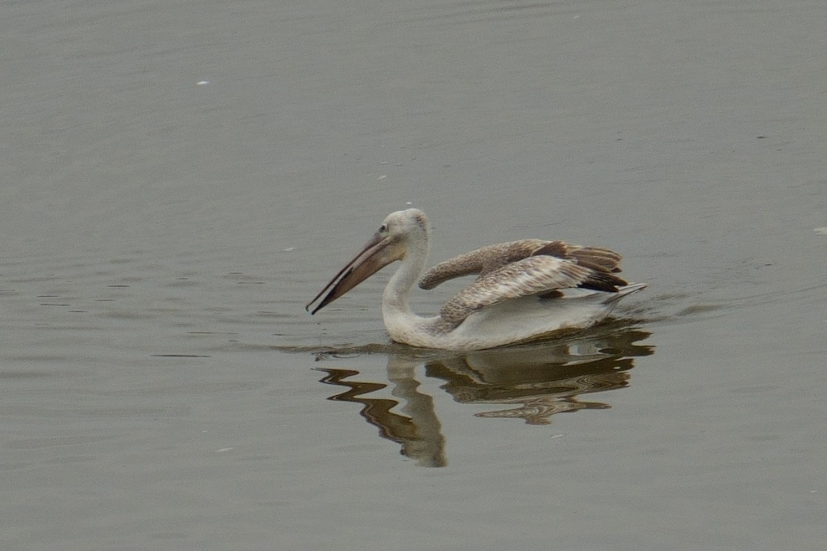 Pélican gris - ML644486832