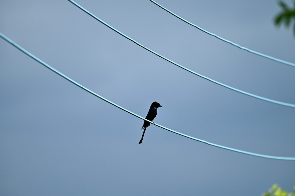 Black Drongo - ML644486865