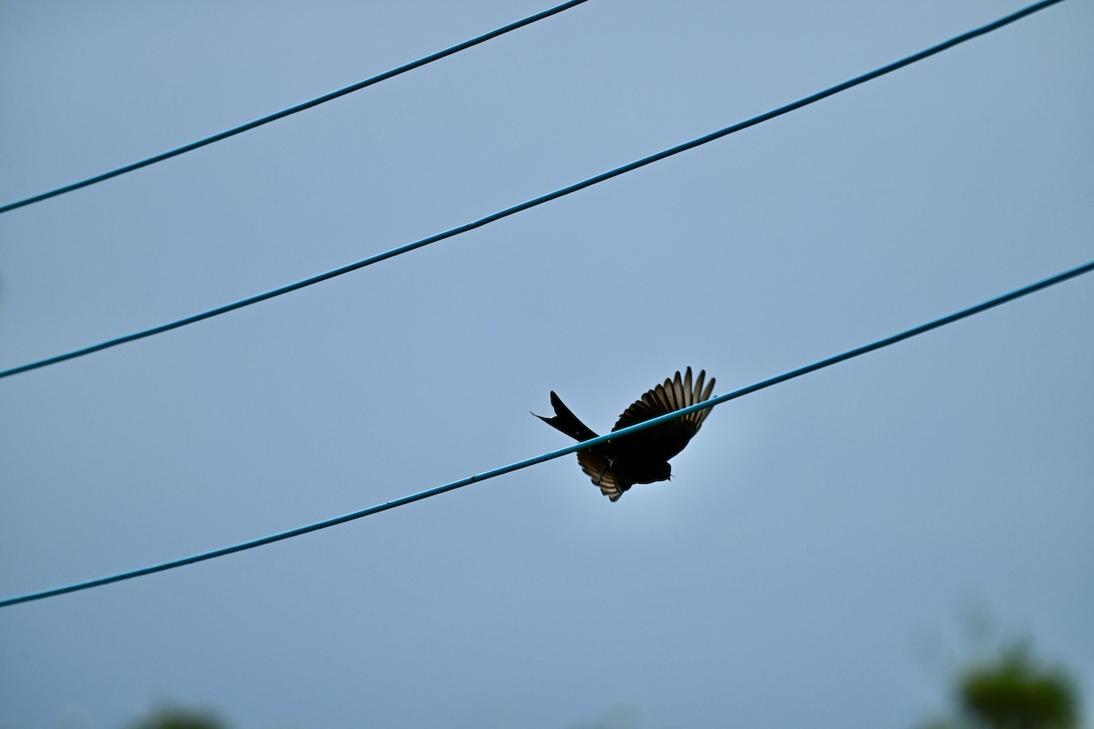 Black Drongo - ML644486866