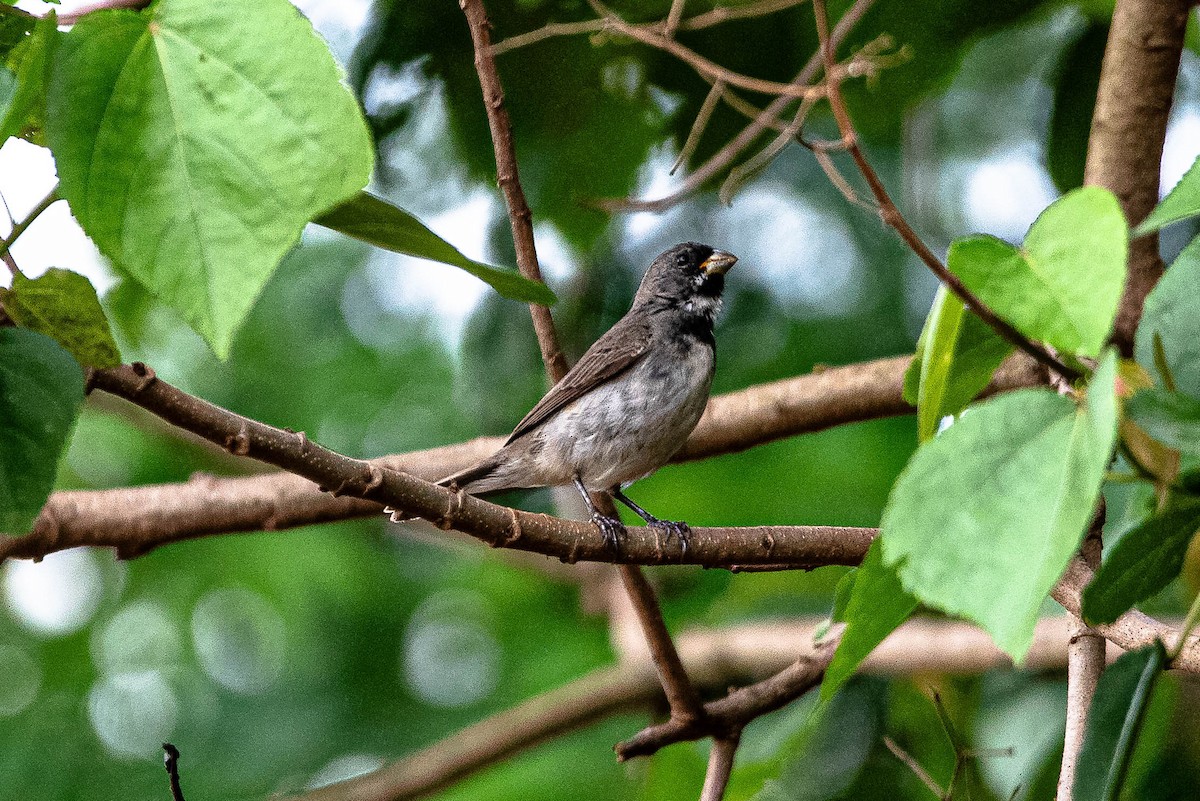 Double-collared Seedeater - ML644486869