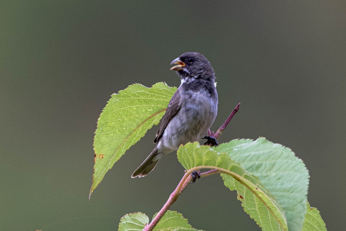Double-collared Seedeater - ML644486870