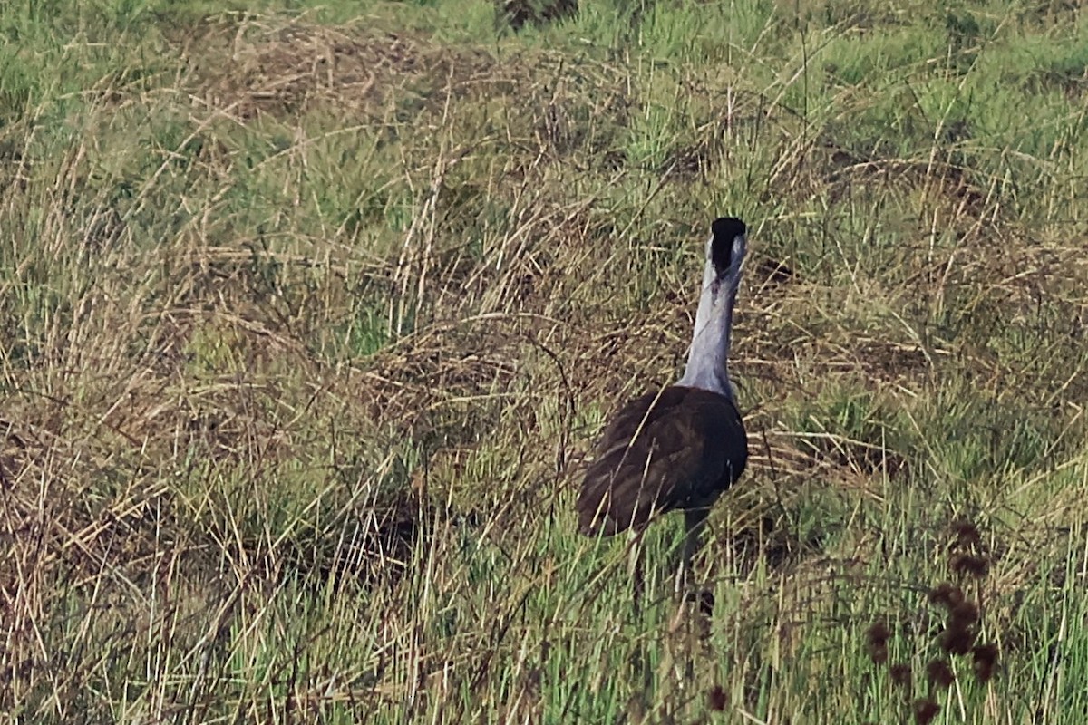 オーストラリアオオノガン - ML644486879