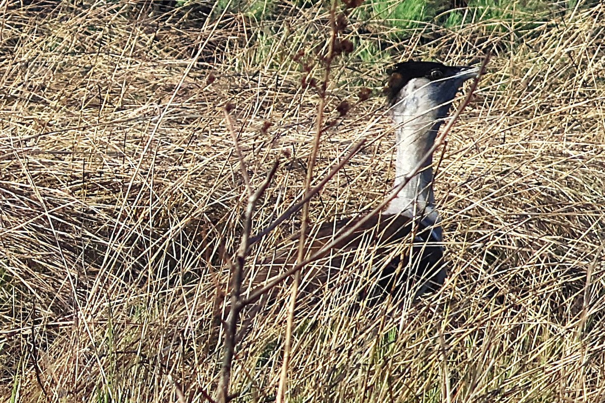 オーストラリアオオノガン - ML644486880