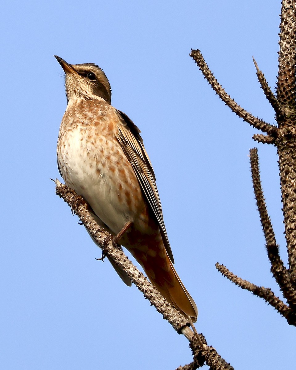 Naumann's Thrush - ML644486887