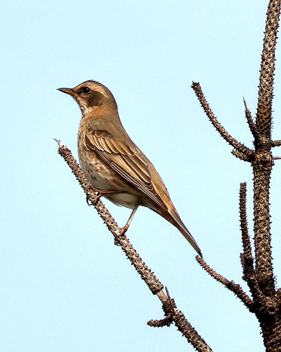 Naumann's Thrush - ML644486888