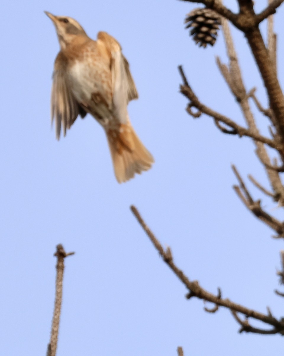 Naumann's Thrush - ML644486889