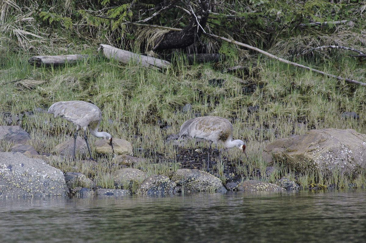 kanadatrane - ML644486890