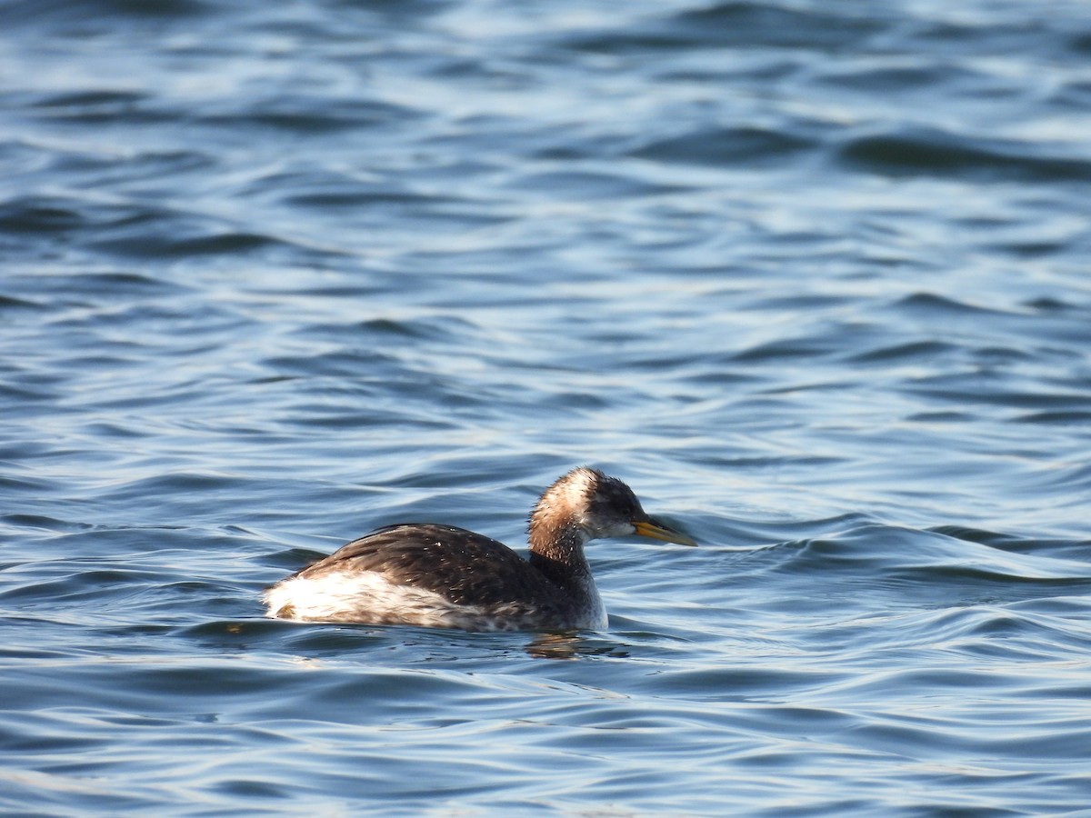 Somormujo Cuellirrojo - ML644486894