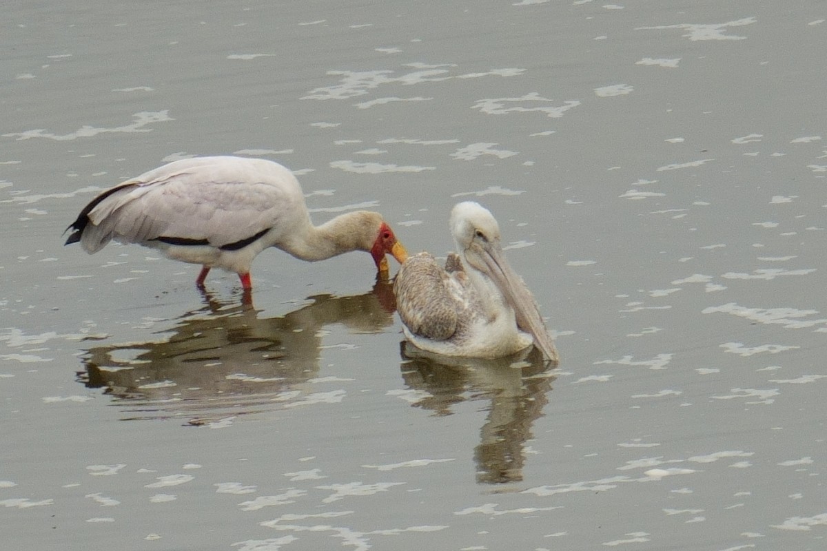 Pélican gris - ML644486902