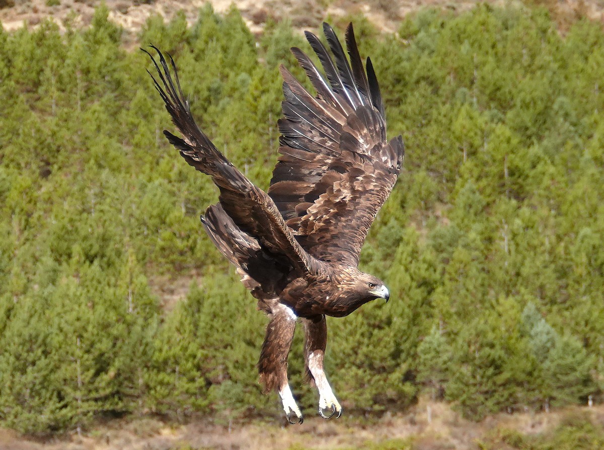 イヌワシ - ML644486908