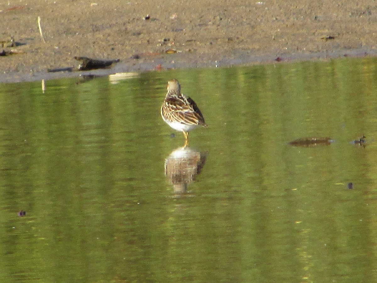 Pectoral Sandpiper - ML644486930