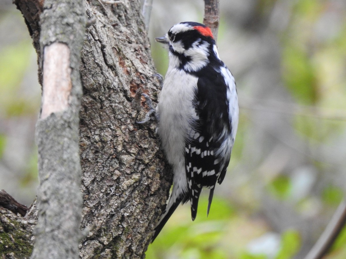 dunspett - ML644486936