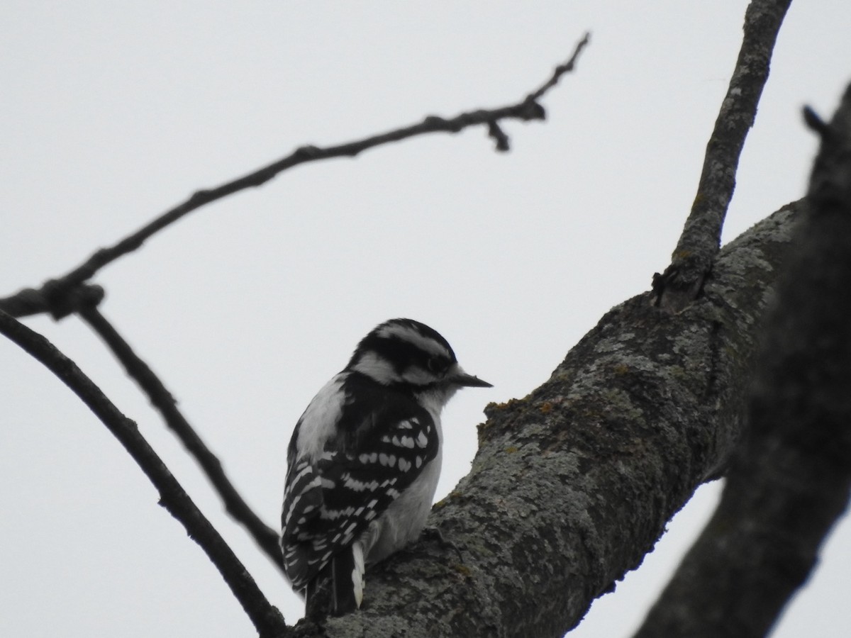 dunspett - ML644486937