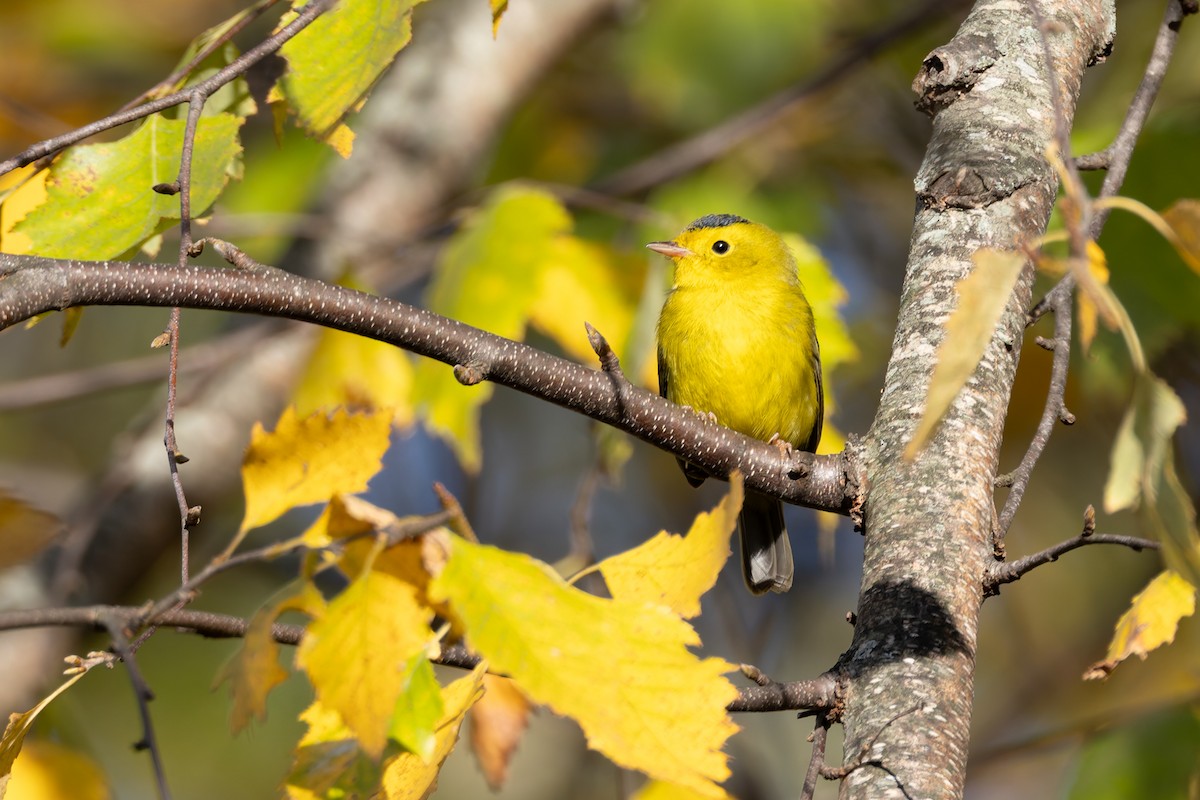 lesňáček čepičatý - ML644486942