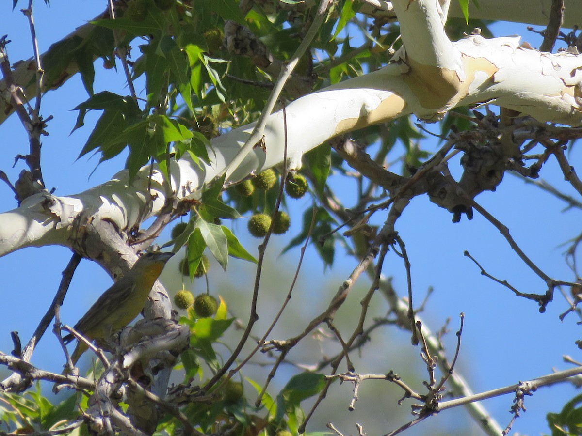 Hepatic Tanager - ML644486943