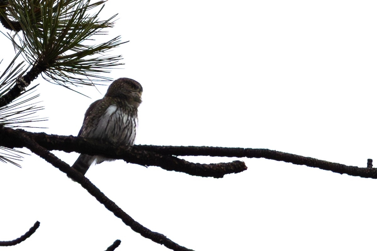 Northern Pygmy-Owl - ML644486944
