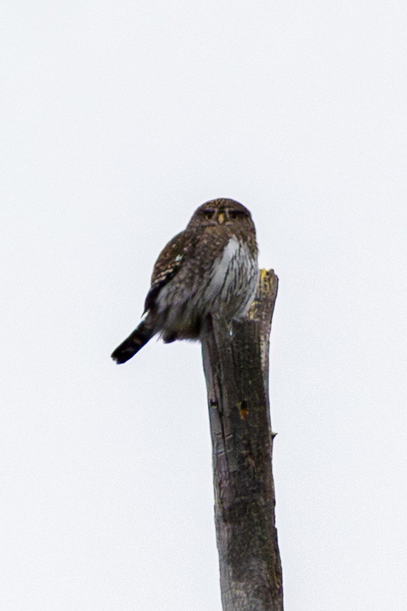 Northern Pygmy-Owl - ML644486945