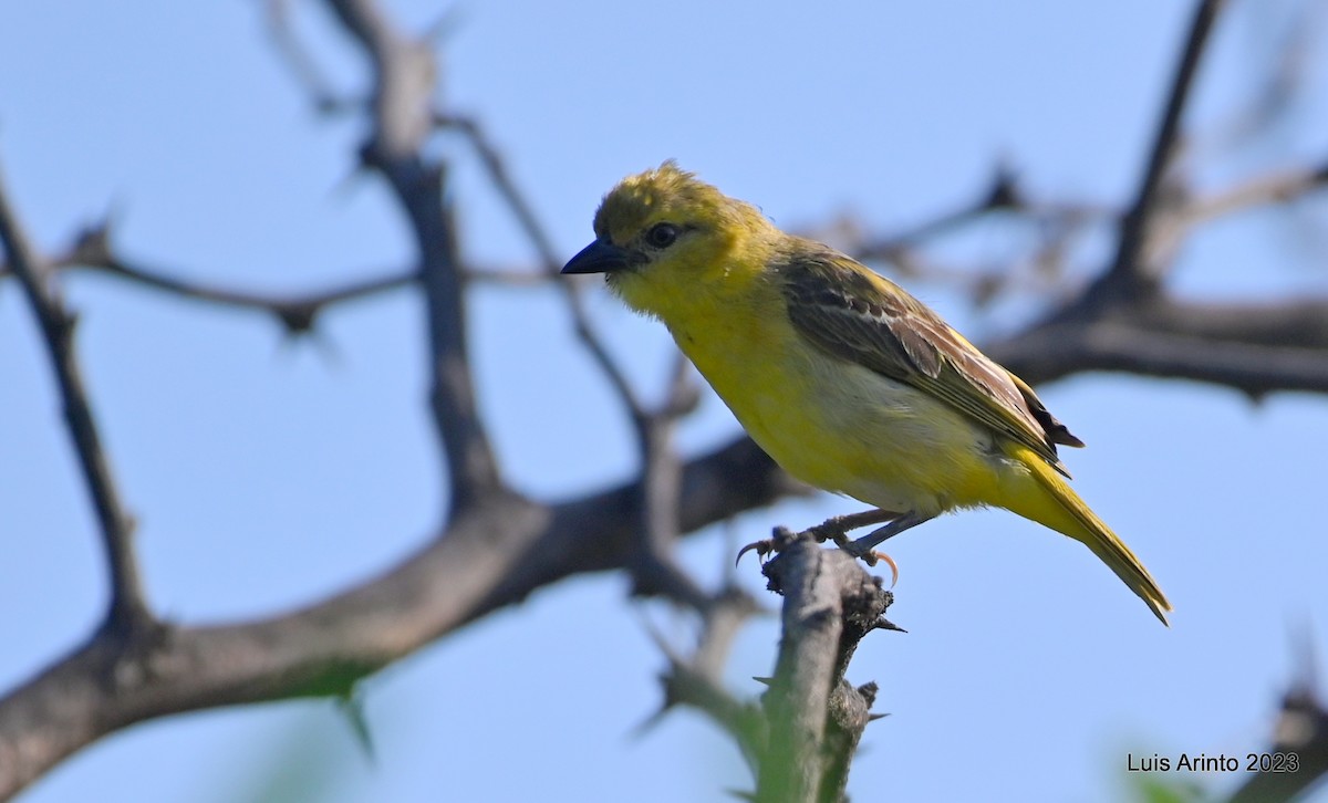 Lesser Masked-Weaver - ML644486947
