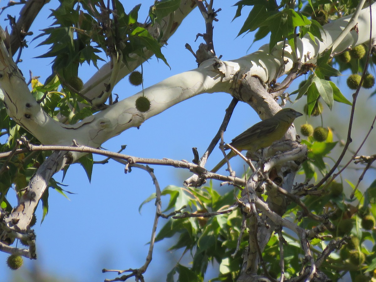 Hepatic Tanager - ML644486948