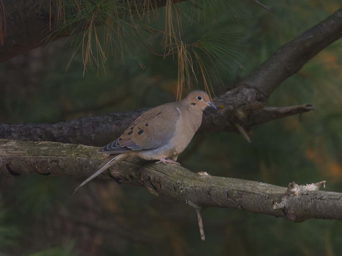 Mourning Dove - ML644486958