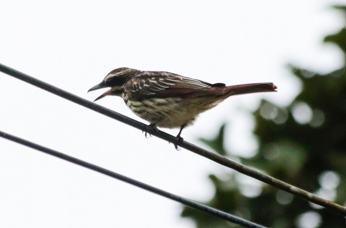 Streaked Flycatcher - ML644486969