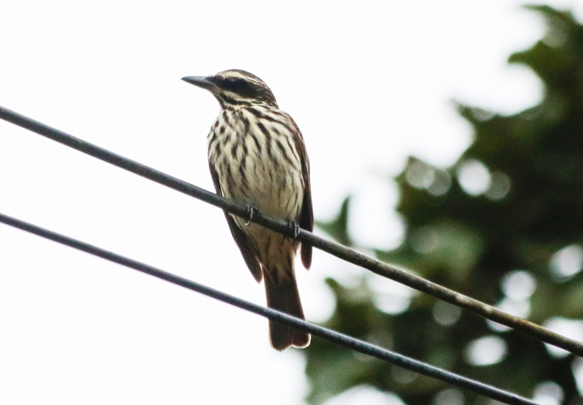 Streaked Flycatcher - ML644486970