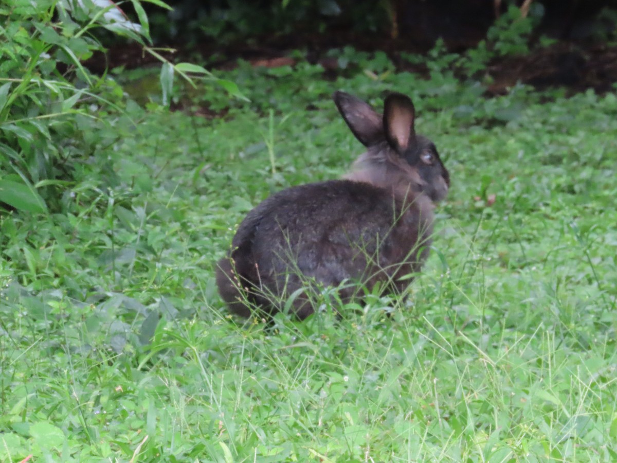 Mammiferi - ML644486971