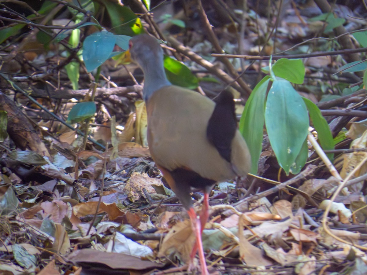 Gray-cowled Wood-Rail - ML644486974