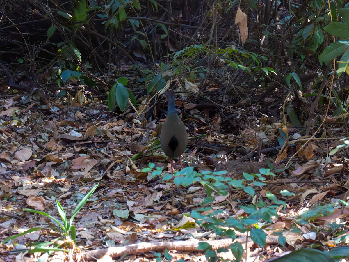 Gray-cowled Wood-Rail - ML644486976