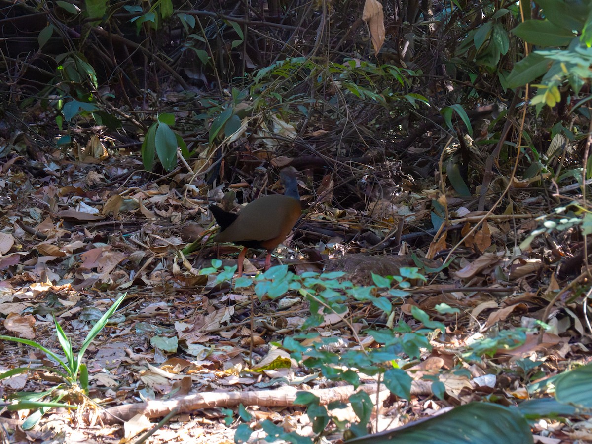 Gray-cowled Wood-Rail - ML644486977