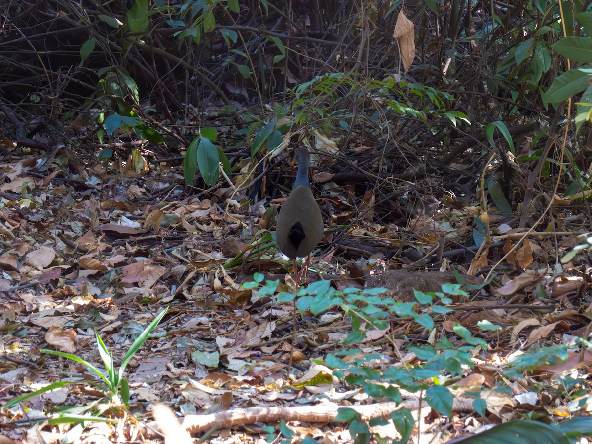 Gray-cowled Wood-Rail - ML644486978