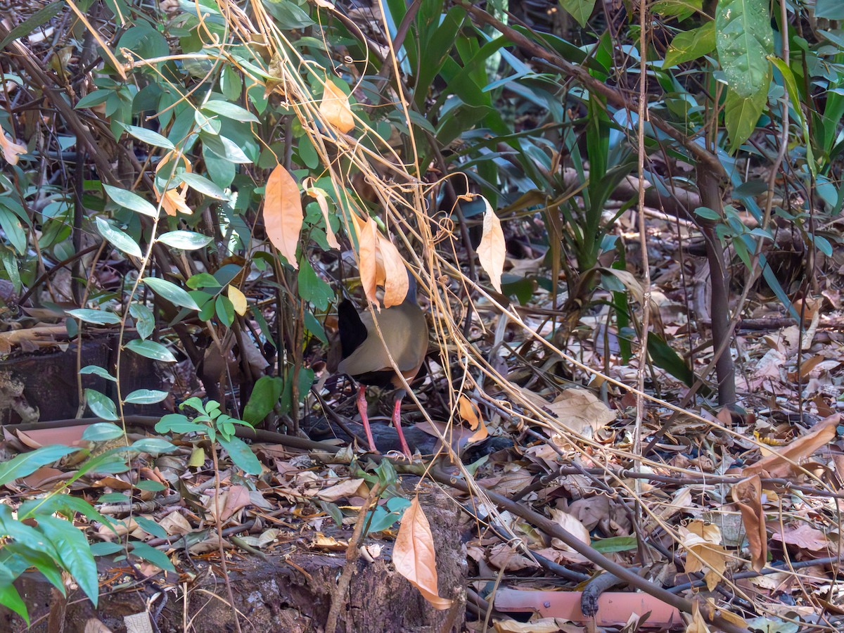 Gray-cowled Wood-Rail - ML644486979