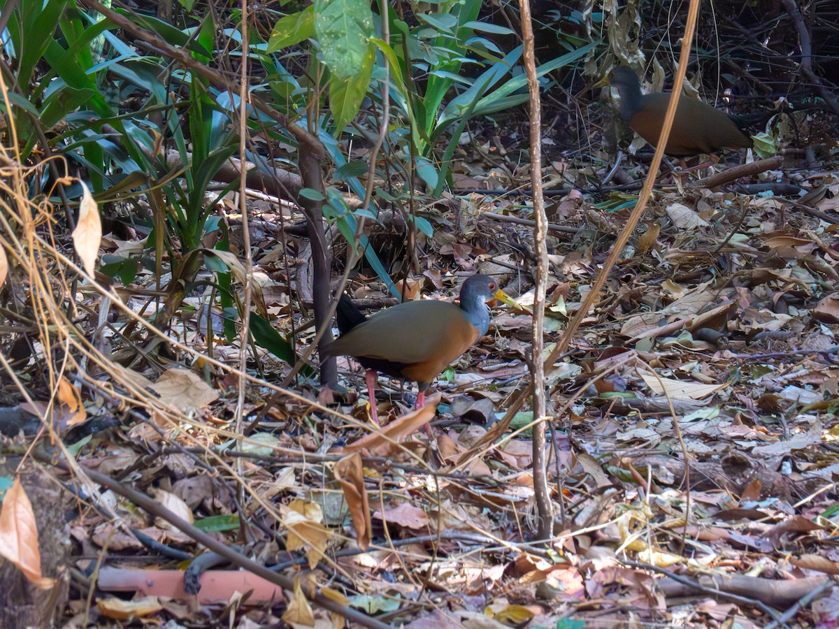 Gray-cowled Wood-Rail - ML644486980