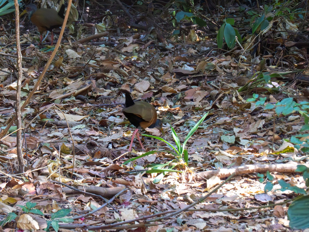 Gray-cowled Wood-Rail - ML644486981