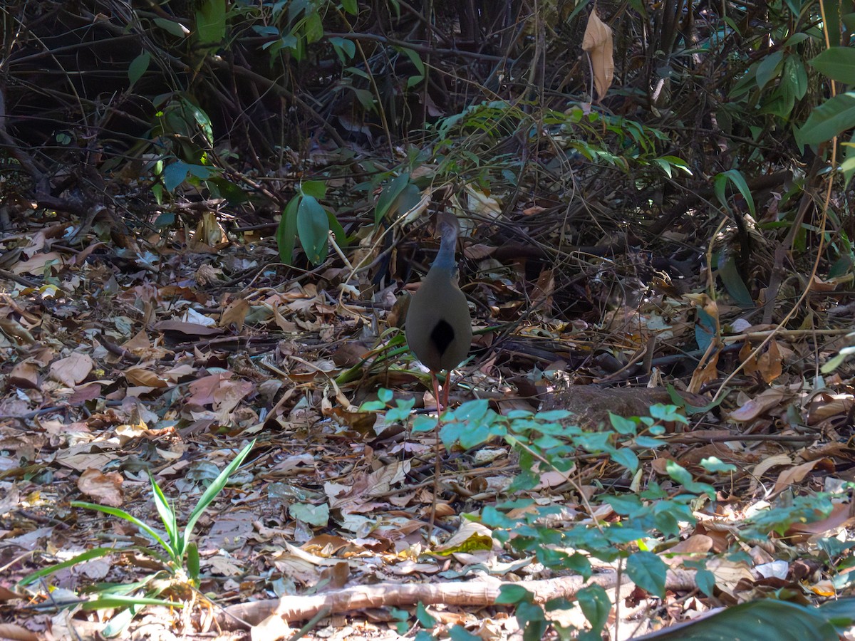 Gray-cowled Wood-Rail - ML644486982