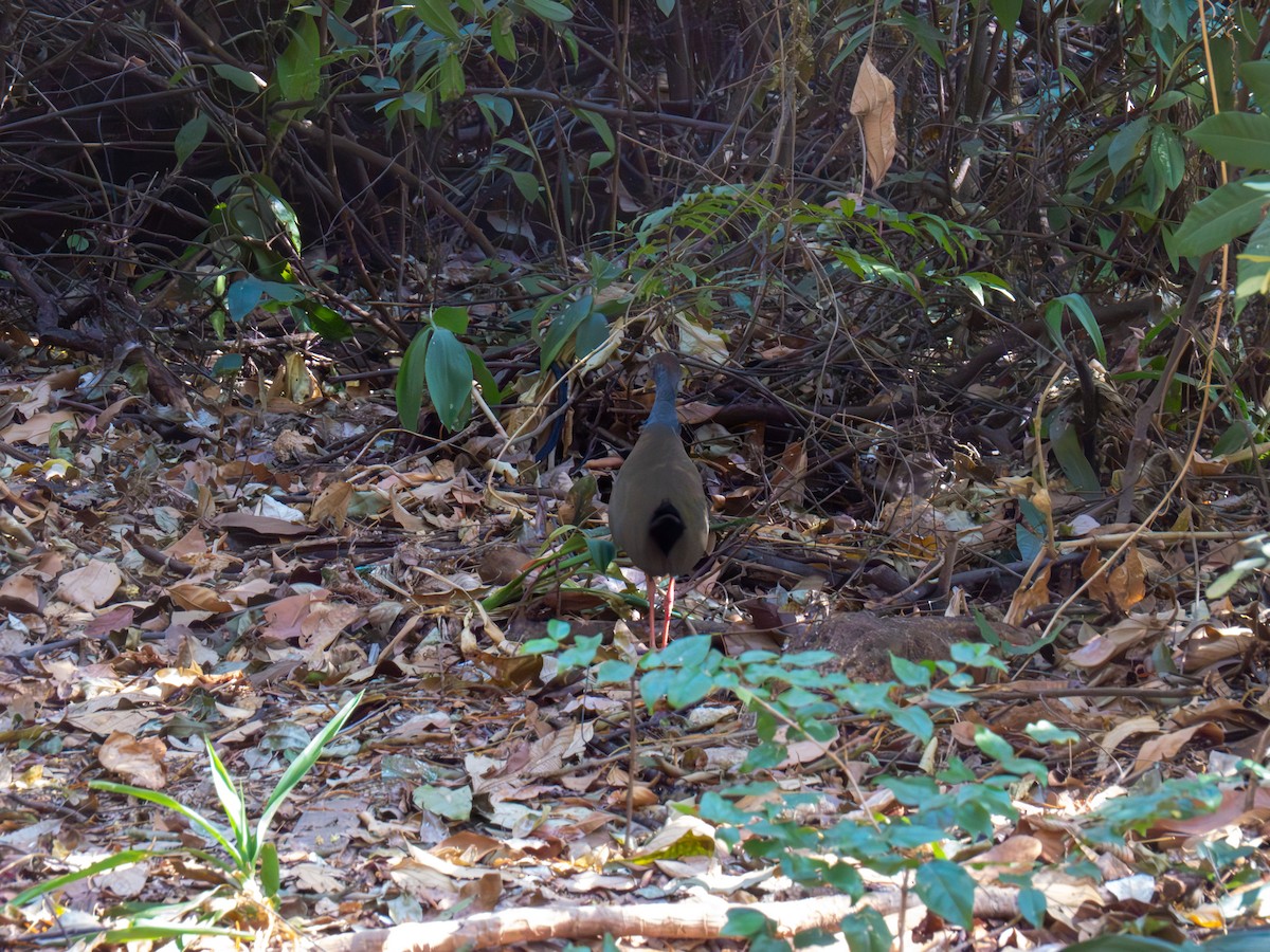 Gray-cowled Wood-Rail - ML644486983