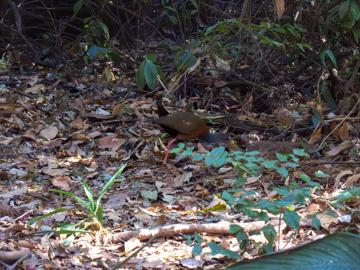 Gray-cowled Wood-Rail - ML644486984