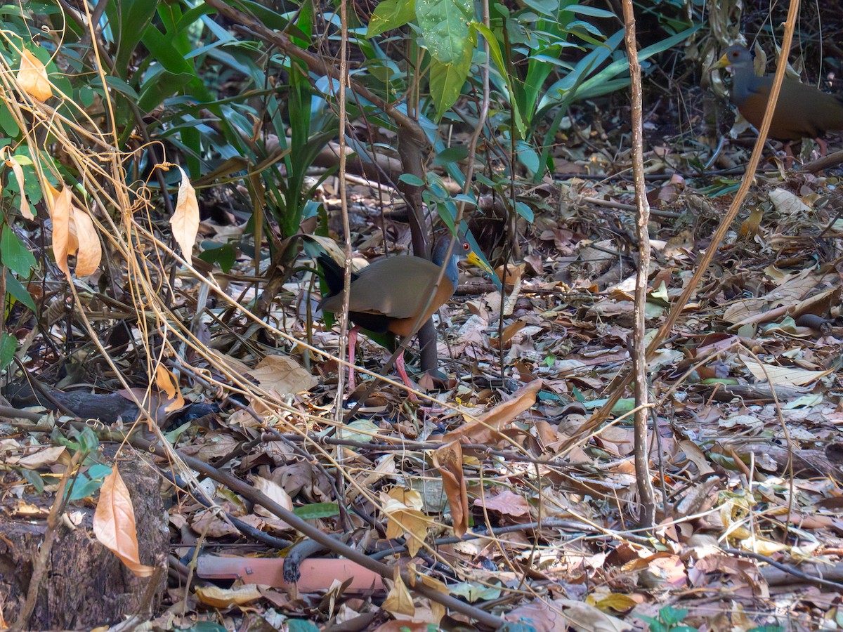 Gray-cowled Wood-Rail - ML644486986